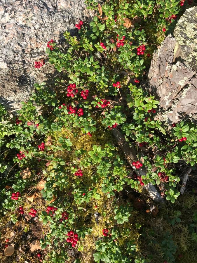 فيلا Suvituuli | Paajoen Vuokramoekit Himos المظهر الخارجي الصورة
