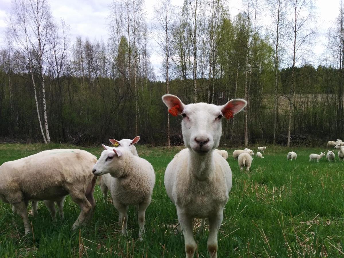 فيلا Suvituuli | Paajoen Vuokramoekit Himos المظهر الخارجي الصورة